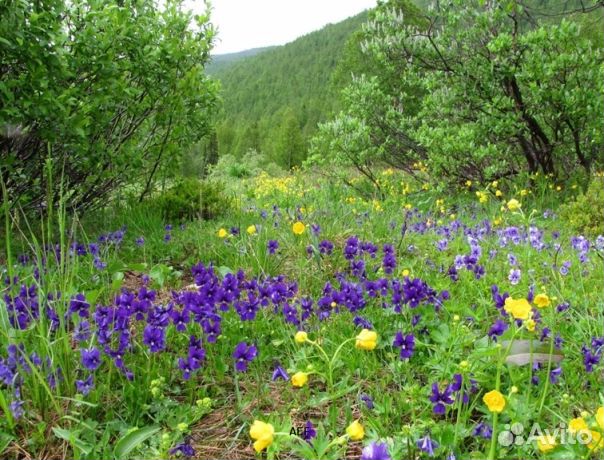 Мед 24 года из Алтая опт