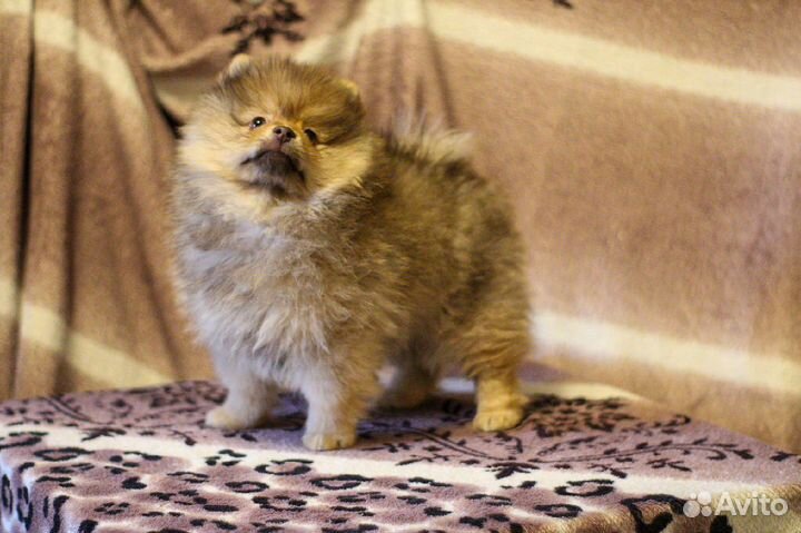 Щенки шпица
