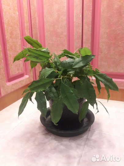 Комнатные растения цветы фикус