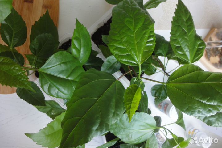 Роза китайская красная махровая гибискус