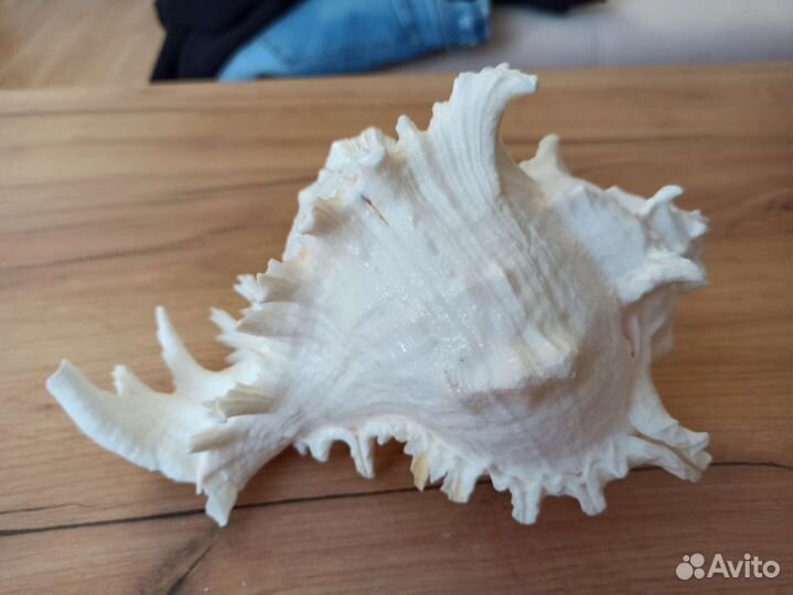 Морская раковина