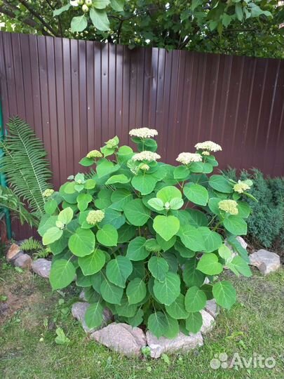 Гортензия древовидная Анабель