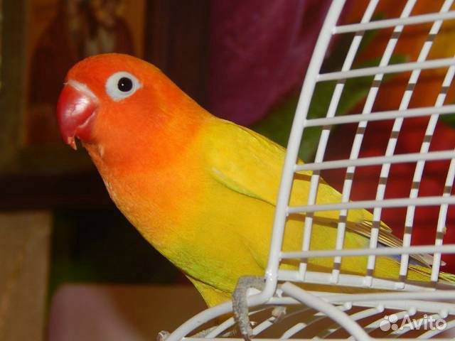 Попугайчики Фишера, птенцы