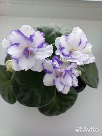 Фиалка сортовая (детки)