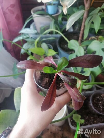 Синадениум. Молочай, черенки