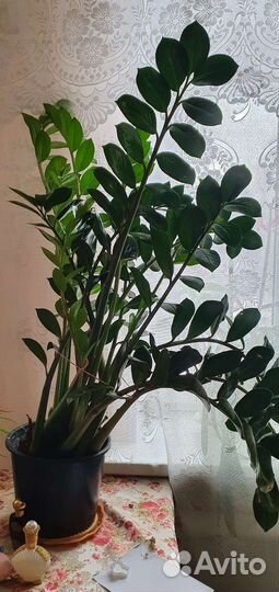 Замиокулькас