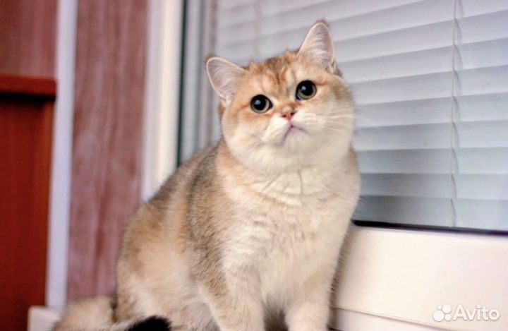 Британская золотая шиншилла