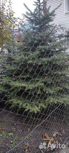 Ель голубая и зеленые