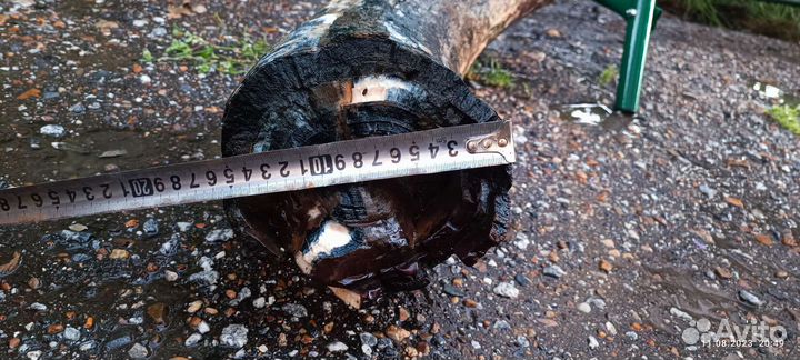 Продам бивень мамонта