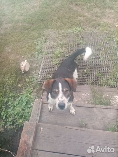 Собака в добрые руки отдам бесплатно