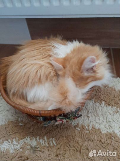 Домашние животные кошки