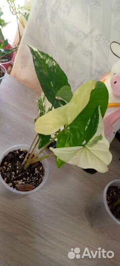 Сингониум imperial white