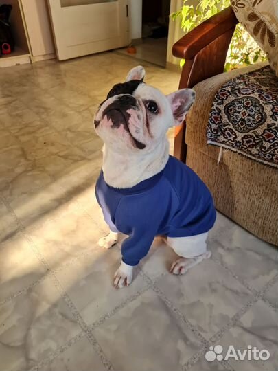 Худи для собак