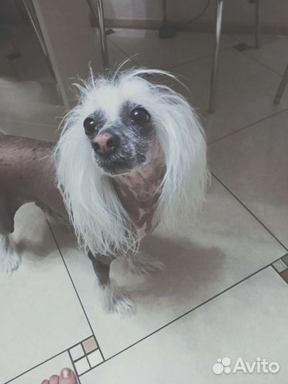 Передержка собак и кошек