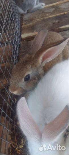 Кролик