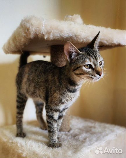 Котята бесплатно