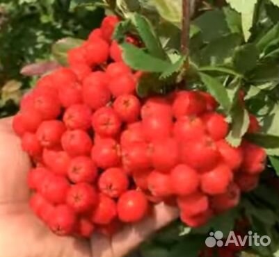 Рябина сахарная 