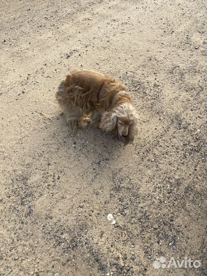 Кокер спаниель