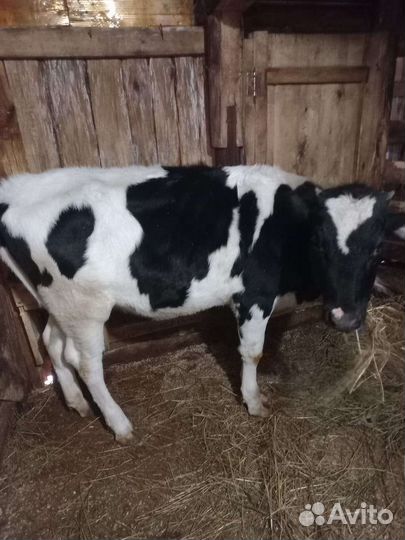 Корова телка