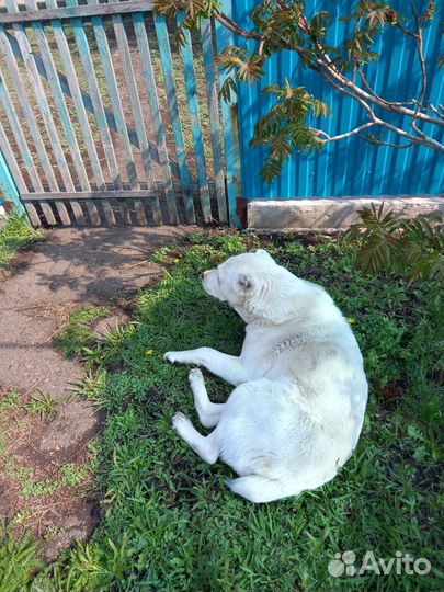 Собака, алабай девочка, 5 лет в хорошие руки