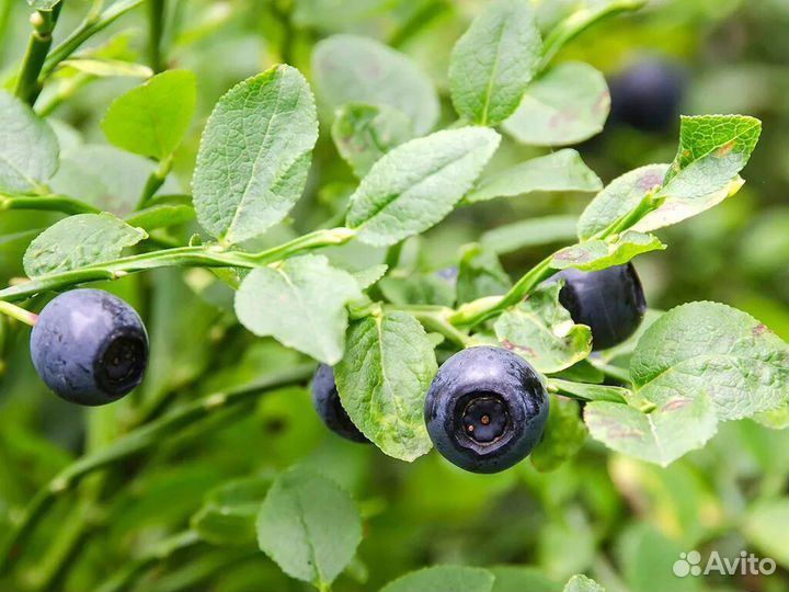 Ягоды черника