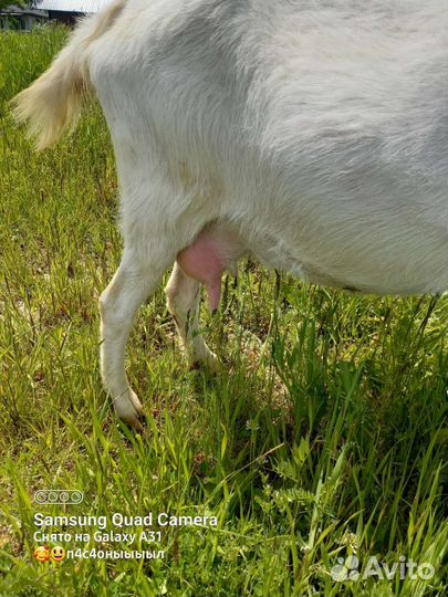 Зааненская дойная коза