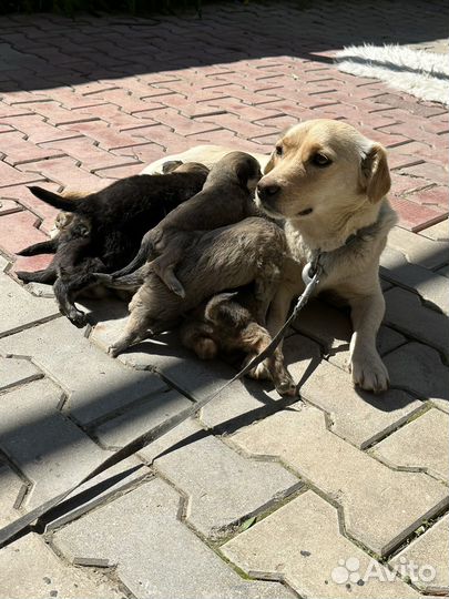 Щенки в добрые руки