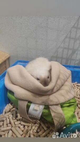 Передержка домашних животных