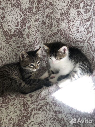 Котенок Лютик