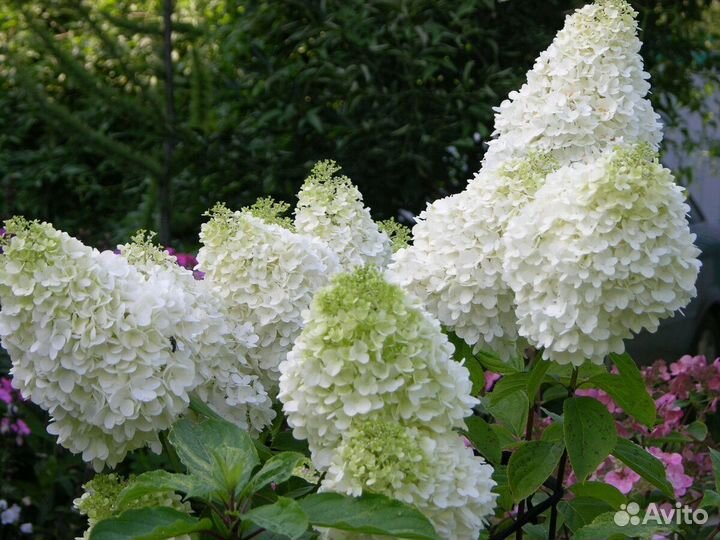 Гортензия метельчатая