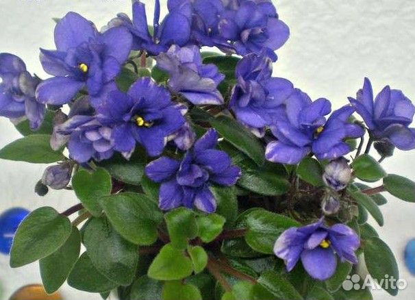 Mini сенполии (мини фиалки), трейлеры, химеры