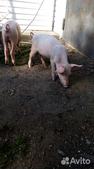 Поросята ландрас