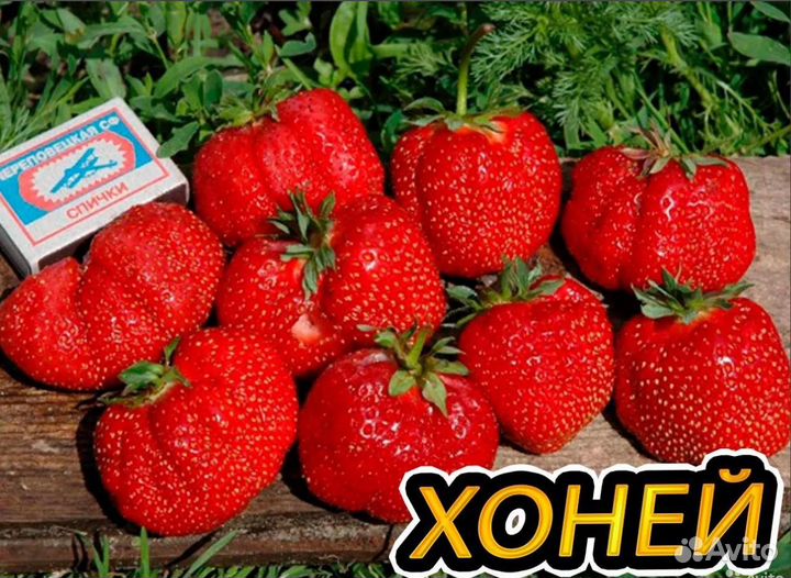 Земляника от Семериковых