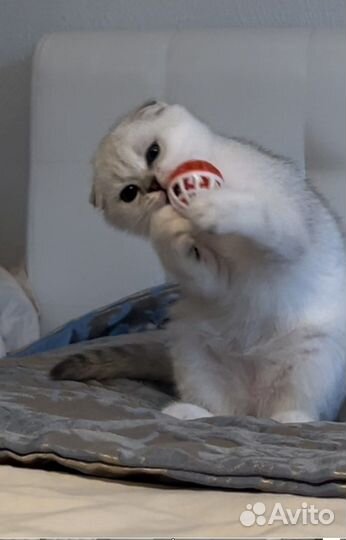 Друг без вредных привычек