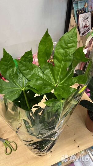 Комнатные домашние растения