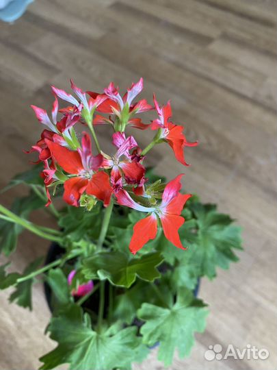 Пеларгония сортовая