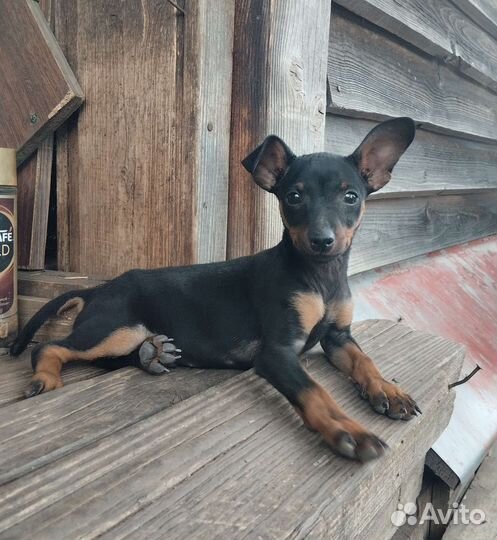 Щенок Цвергпинчера породистый 3,5 мес