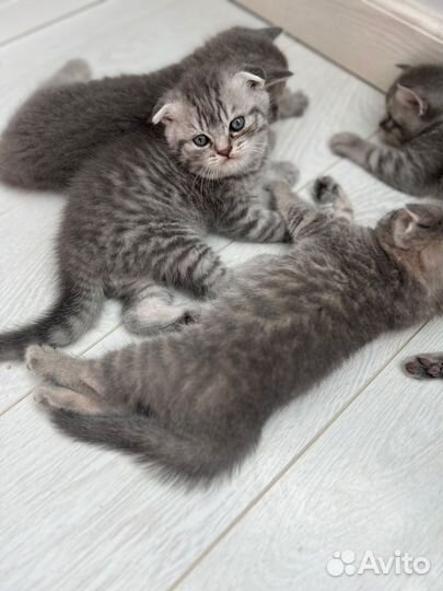Шотландские вислоухие и прямоухие котята