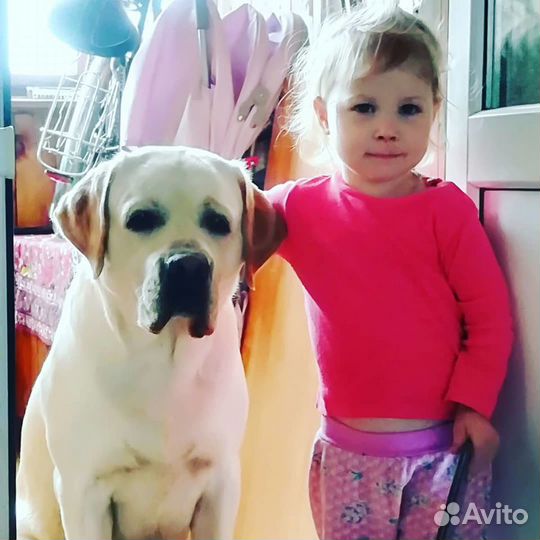 Лабрадор для вязки