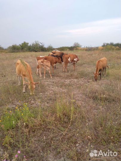 Корова дойная с теленком