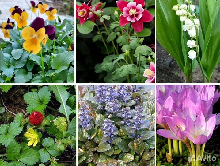 Многолетники (все по 50) фиалки, живучка и т.д