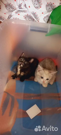 Кошки в добрые руки бесплатно
