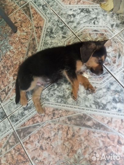 Бигль метисы