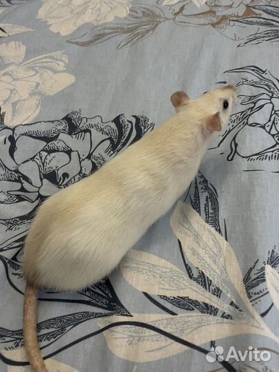 Крысы Дамбо Бесплатно