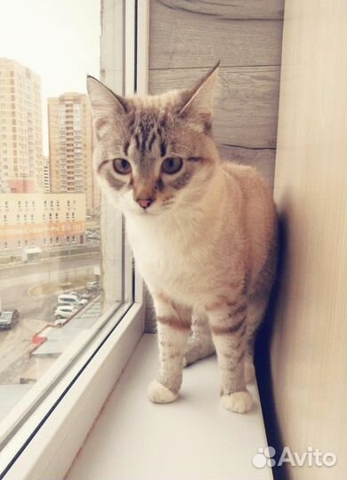 Кот в дар бесплатно