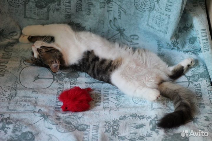 Котенок с нежным обликом и хулиганским поведением