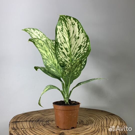 Аглаонема Сноуфлейк