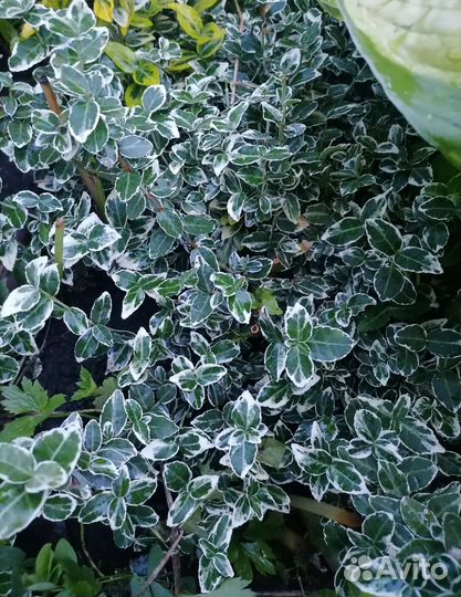 Бересклеты