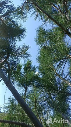 Продам Орех кедровый