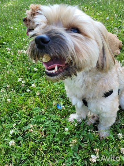 Молодой активный пёс ищет даму для случки